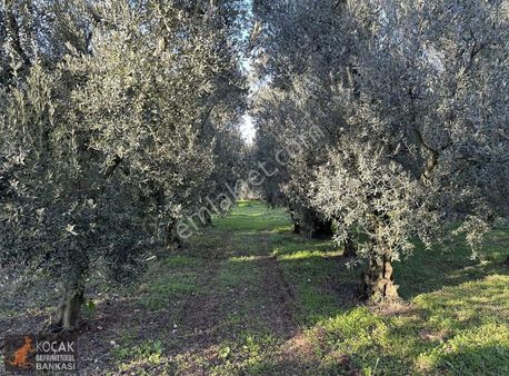 Elbeyli Hespekli Bölgesinde 1568 M2 Satılık Zeytin Bahçesi
