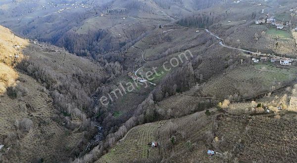 Alemdar Gayrimenkul Hendek Aksu Mahallesi Satlık Fındık Bahçesi