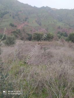 Manisa Alaşehir Satılık Zeytinlik