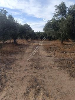 Kemalpasa Torbalı Yoluna Yakın Mesafede