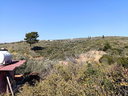 Torbalı Ayrancılar Mahallesinde Mirastan Hisseli Zeytinlik