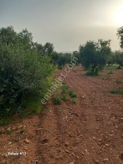 Akyol Gayrimenkul Den Satlık Oğuzeli Caybaşında Yatırımlık Zeytin Tarlası 7.850 Mt