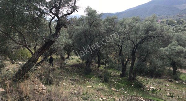 Milas Etrenlide Anayola Yakın Fırsat Zeytinlik