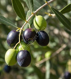 Manisa Salihli'de Satılık Zeytinlik