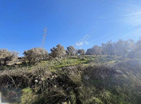 Gündoğan Anayol Kenarında 11 Dönün Zeytinlik Tarla!!!