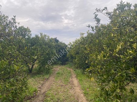 Eray Emlaktan Muğla Köyceğiz Kavakarasında 500m2 Satılık Tarla