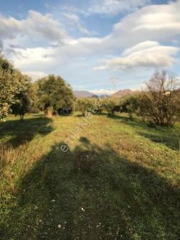 Yasin Emlakta Atca Merkeze Yakın Zeytınlık