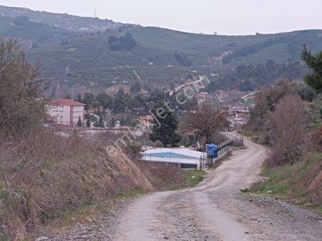 Bursa Mudanya Dereköy De Firsat Zeytinlik