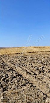 Uygun Fiyatlı Tarla