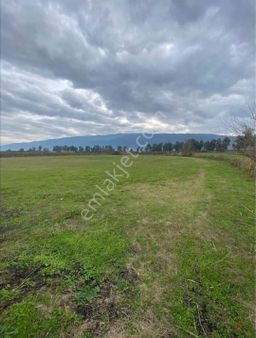 Hamzallı Da Satılık Yonca Tarlası