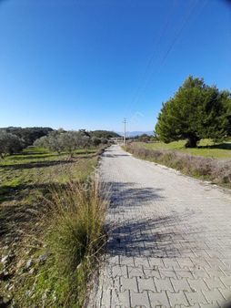 Köyceğiz Zeytinalanı Mah. Satılık 1200 M2 Tarla