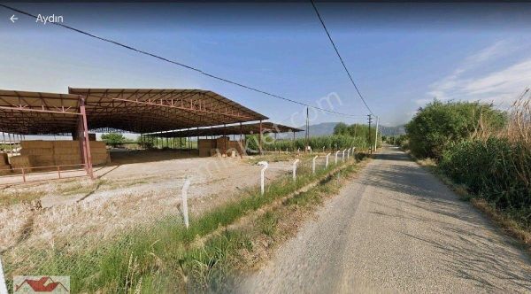 Aydın Sultanhisar Atça'da 32 Dönüm İçinde Ev Ve 8000 M2 300 Başlık Ahırlı,elektrik Suyu Olan Çiftlik