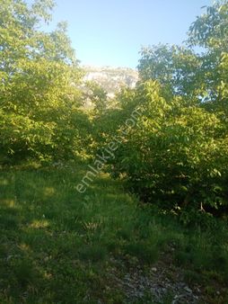 Nw Mersin Yavca Yaylasında Bol Verimli Etrafı Çevrili Avantajlı Satılık Ceviz Bahçesi