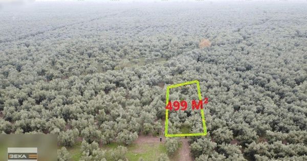 Beka Gayrimenkul'den Yenisölöz Ovasında Verimli Zeytinlik
