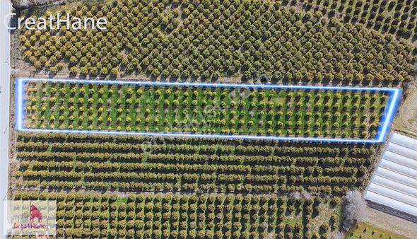 Yetkili Ofis-dikmekavakta Ana Yola Cephe 10 Dönüm Limon Bahçesi