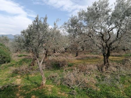 İzmir Torbalı Gold Emlaktan Satılık Kıymetli Zeytinlik