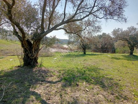 Germencik Çamköy Ana Yola Yakın 2509 M2 Satılık Zeytinlik