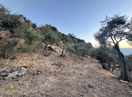 Arazi Uzmanından Milas Akçalı'da 1.250m2 Zeytinlik