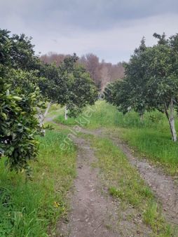 Köyceğiz Toparlar Mah. Satılık 345 M2 2b Arazisi