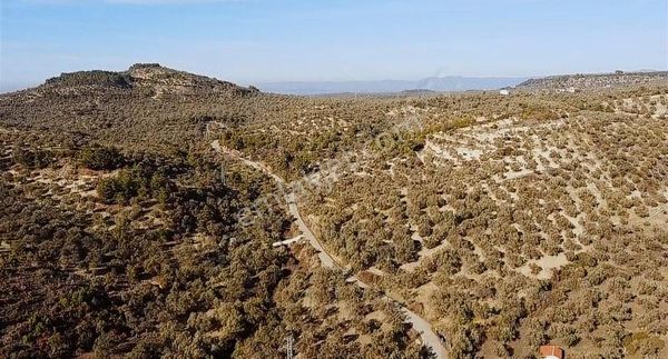 Ayvalık Mutlu Köye 1 Km Yol Üstü Zeytinlik