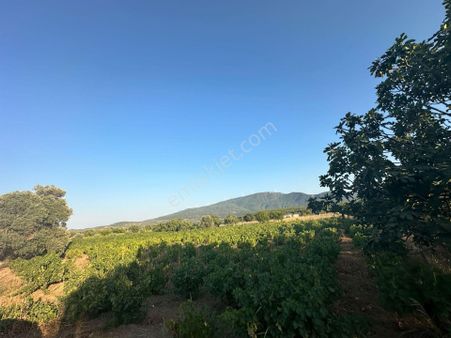 Aclass'dan Kuşadası-çınarkoy'de Yatırımlık 1450 M2 Tek Tapu Fırsat Bahçe