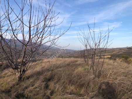 Şarköy De Işık Emlaktan Çınarlı Mah De 1530 M2 Kirazlık.