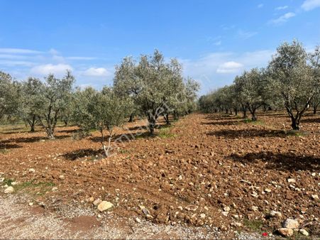 Belenyenice Satılık 8700m2 Zeytinlik Ev Takası Olur Yolu Var Arayın Görüşelim