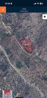 Milas Çomakdağ Satılık Zeytinlik