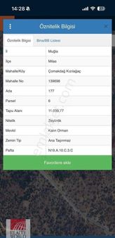 Milas Çomakdağ Satılık Zeytinlik