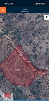 Milas Çomakdağ Satılık Zeytinlik