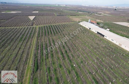 Manisa Salihli Beylikli 20.500m2 Satılık Bağ Elektirk Su Var