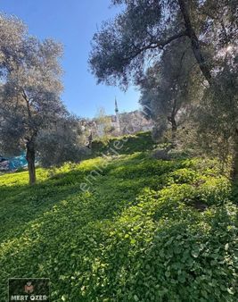 Muğla Milas Hisarcık'da Köyiçi 1879 M2 Satılık Tarla