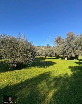 Muğla Milas Hacıahmetler'de Düz Alana Sahip 4035 M2 Zeytinli Tarla