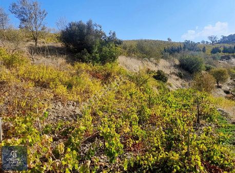 Seferihisar Çamtepe Köyü'nde Satılık Zeytinlik