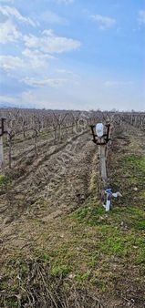 Salihli Satılık Bağ