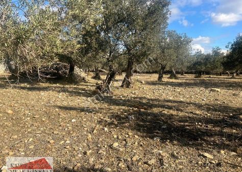 Kavuşturan Emlak'tan Zeytinli 'de Satılık 2 Parsel Zeytinlik