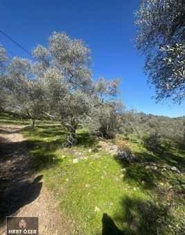 Muğla Milas Karacahisar'da 8.047 M2 Anayola Sıfır Zeytinli Tarla