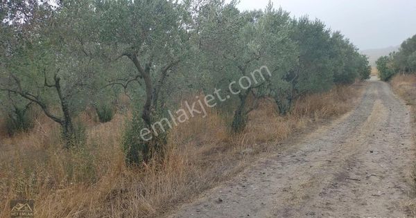 Bandırırma Ergili Satılık Zeytinlik