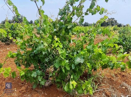 Coldwell Banker Golddan Satılık Bağevlik Arazi