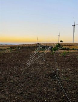 Muratlı Balabanlıda İmara 450 Metre 4545m2 Tarla