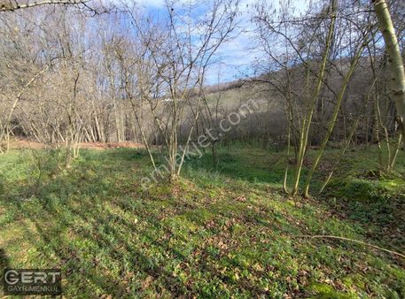 Ferizli Sarıahmetler Mahallesinde Satılık Fındık Bahcesi