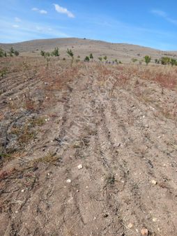 Afyon Tezcan Emlaktan Şuhut Ağzıkarada Tarla