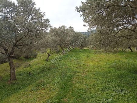 Bayındır Arıkbaşı'nda 15.850 Asfalt Yola Cepheli Zeytinlik