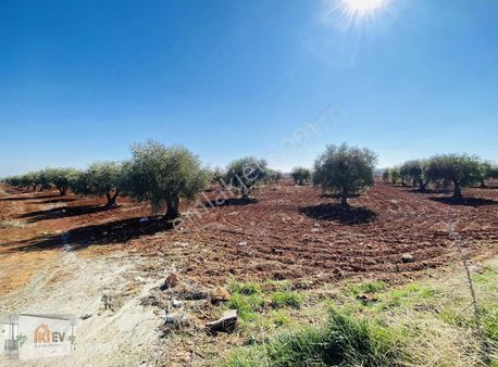 Körkünde Anayola Sıfır Satılık Zeytinlik