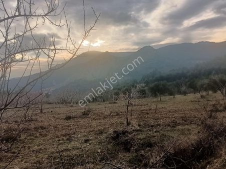Manisa Soma Darkale Satılık Tarla