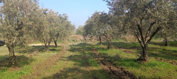 Manisa Akhisar Işıkköy De Satılık 15.000 M2 Zeytin Bahçesi 4.950.000 Tl