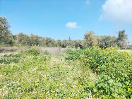 Kirazlı Yolunda; Kadastral Yolu Mevcut Zeytinlik