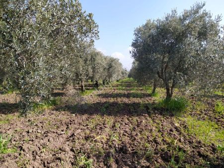 Atlas Gayrimenkulden Medar Mh. Satılık Zeytinlik