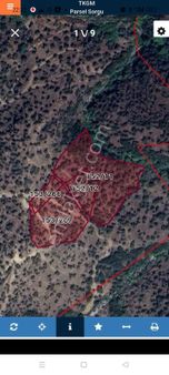 Aydın Koçarlı Güdüşiü Satılık Zeytinlik