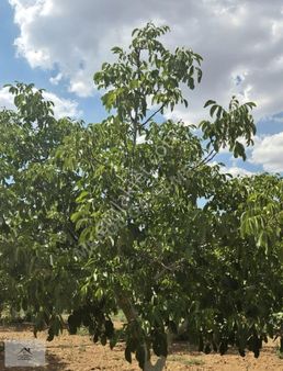 Uşak Eşme'de Ceviz Ağaçlı Arazi Ve İçinde Dubleks Ev Satılık